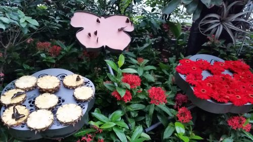 Butterfly Garden im Flughafen von Singapur