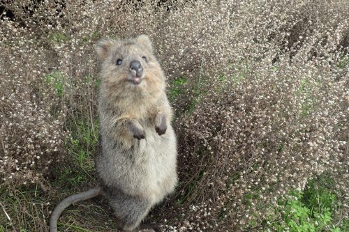 Quokka auf Rottnest Island