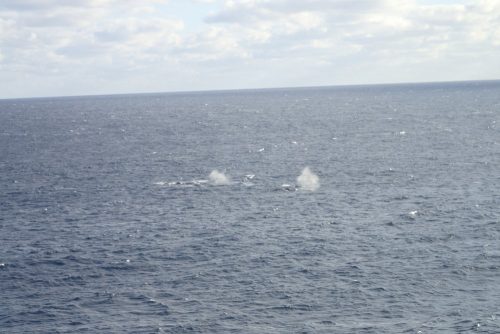 das erste Mal Wale in freier Wildbahn gesehen