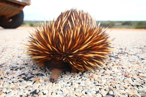 ein Echidna auf der Straße